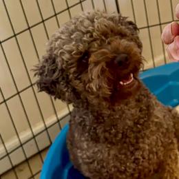 BRAVO - Lagotto Romagnolo