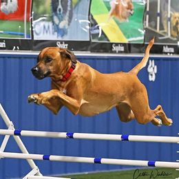 Rhodesian Ridgebacks from Gadico Rhodesian Ridgebacks