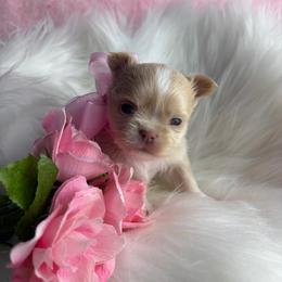 Coral - Cream female Chihuahua puppy in Gloucester, Virginia from Charlotte's Web of Chihuahuas