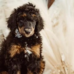 Bernedoodles, Goldendoodles, Poodles, and Sheepadoodles from Kerr Kanine Ranch