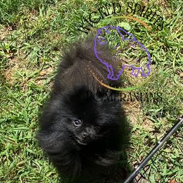 Whisper - Pomeranian