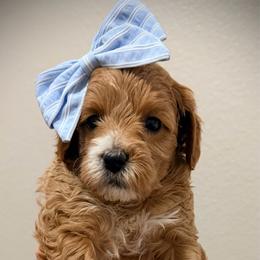 Bashful - Red  female Goldendoodle puppy in Bradenton, Florida from Christianna’s Mini Goldendoodles