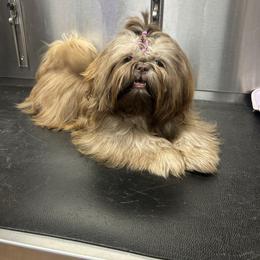 Shih Tzu All Grown Up from Magnolia Grove Farm and Kennel