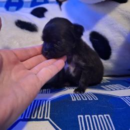 Soledad - Black female Chihuahua puppy in Haines City, Florida from Kassafina Kennel