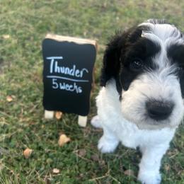 Thunder - Black and white male Aussiedoodle puppy in Eastland, Texas from H5 Mini Doodles