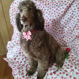 Callie - Poodle