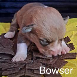 Bowser - Sable male Pembroke Welsh Corgi puppy in Kingman, Kansas from Tiny Titans K9