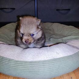 Thor - Chocolate sable male Pomeranian puppy in Albany, New York from K&A Little Wonder's