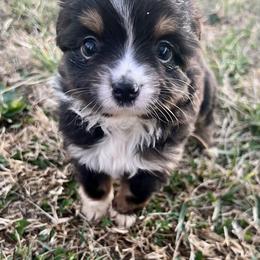Dani - Black tri female Toy Australian Shepherd puppy in Miami, Oklahoma from HighEnd Aussies