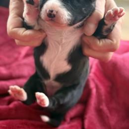 Black and white girl 2 - Black and white female Border Collie puppy in East Ellijay, Georgia from Nine Peaks Border Collies