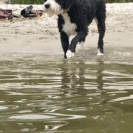 Bernedoodles from Fields Bernedoodles