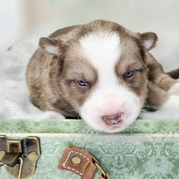 Aurora - Chocolate female Pomsky puppy in Christiana, Tennessee from Smoky Mountain Pomskies