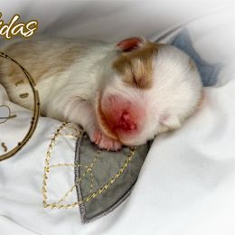 Midas - Parti male Miniature Schnauzer puppy in Dorr, Michigan from Enchanted Paws