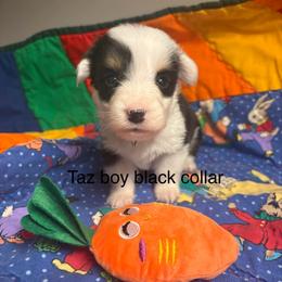 Taz - White and black male Pembroke Welsh Corgi puppy in Granville, New York from Windy Mountain Kennels