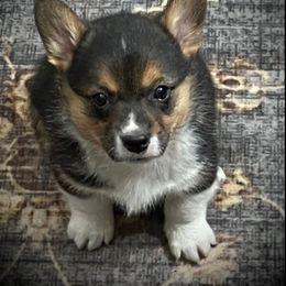 Pembroke Welsh Corgi Puppies from Conley Pembroke Welsh Corgis
