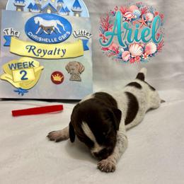 Ariel - Liver and white female German Shorthaired Pointer puppy in North Branch, Minnesota from Chrishelle Farm