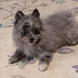 Gabby - Blue merle female Pomeranian puppy in Danielsville, Georgia from PassionatePomPoms