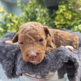 Jasper - Red male Bernedoodle puppy in Blackfoot, Idaho from Draper Mountain Doodles