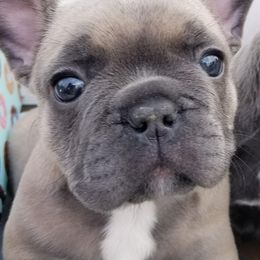 French Bulldog Puppies from Ginny's Frenchie's