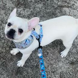 Lou Lou - Cream female French Bulldog puppy in Eupora, Mississippi from Full House Frenchies