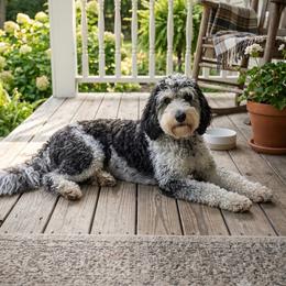 Eddie - Springerdoodle