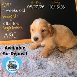 Hercules - Cream male Dachshund puppy in Hoquiam, Washington from Heyd's Mini Dachshunds