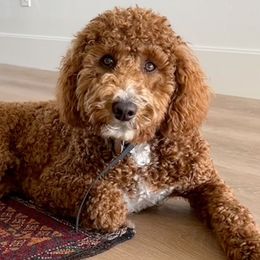 Oki - Poodle