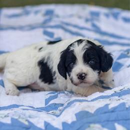 Red - Parti male Goldendoodle puppy in Rocklin, California from FurEver Yours Goldendoodles