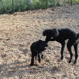 Poodle Puppies from Simply Standard Poodles
