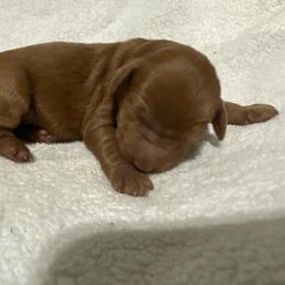 Rae - Red  female Goldendoodle puppy in Wittenberg, Wisconsin from Cedar River Kennel