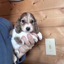 Dolly - Piebald female Dachshund puppy in Cheyenne, Wyoming from Great Basin Hounds