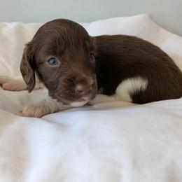 Navy- 2675 - Piebald male Dachshund puppy in Sonora, Kentucky from Maple Hill Miniature Dachshunds