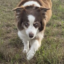 Suba - Miniature Australian Shepherd