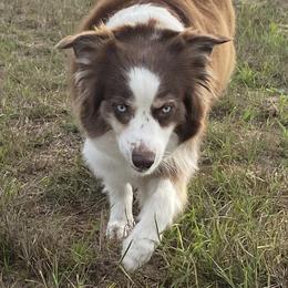 Suba - Miniature Australian Shepherd