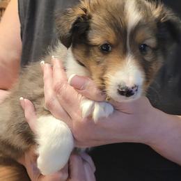 Beaux - Sable and white male Shetland Sheepdog puppy in Altha, Florida from Hill Top Shelties