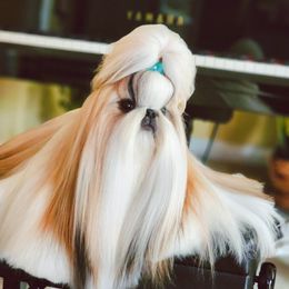 Chester - Shih Tzu