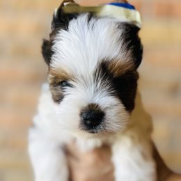 Boy 1 - Black tan and white Biewer Terrier puppy in El Paso, Texas from De La Rosa Biewers