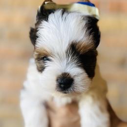 Boy 1 - Black tan and white Biewer Terrier puppy in El Paso, Texas from De La Rosa Biewers