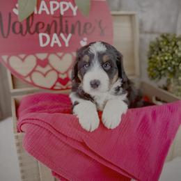 Heidi - Black tri-color female Aussiedoodle puppy in Ohio from Holley Doodles