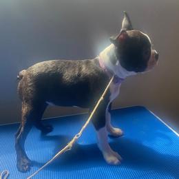 Girl 1 - female Boston Terrier puppy in Cookville, Texas from Linde Bostons/Tomlin Boxers