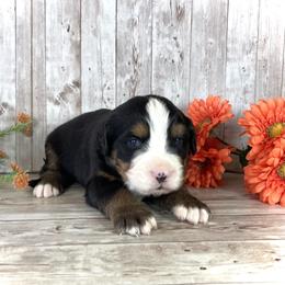 Boy 3 - male Bernese Mountain Dog puppy in Weston, Idaho from Blue Peak Berners