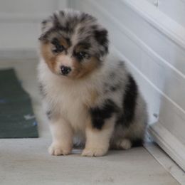 MAC - Blue merle male Australian Shepherd puppy in Jameson, Missouri from Sky Creek
