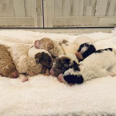 Labradoodle puppies from Jennifer's Labradoodles