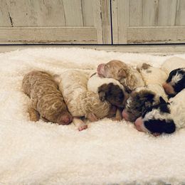 Labradoodle puppies from Jennifer's Labradoodles