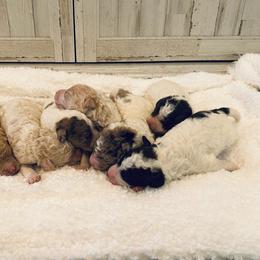 Labradoodle puppies from Jennifer's Labradoodles