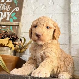 Zeus - Red  male Goldendoodle puppy in Arlington, Texas from Chambers Doodle Patch