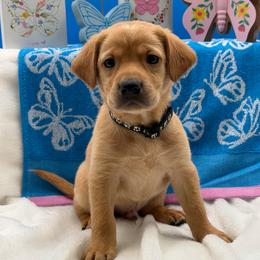 Black - Yellow male Labrador Retriever puppy in Heath Springs, South Carolina from Rich Hill Retrievers