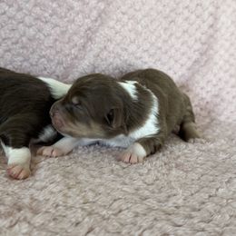 Girl 3 - Red tri-color female Australian Shepherd puppy in Rochester, Massachusetts from Clover Creek Aussies