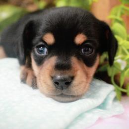Sage - Black and tan female Dachshund puppy in Allons, Tennessee from Amber's Flock Homestead
