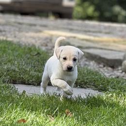 Yellow Boy 1 - Yellow male Labrador Retriever puppy in Kimbolton, Ohio from Blue Clay Kennels, LLC.